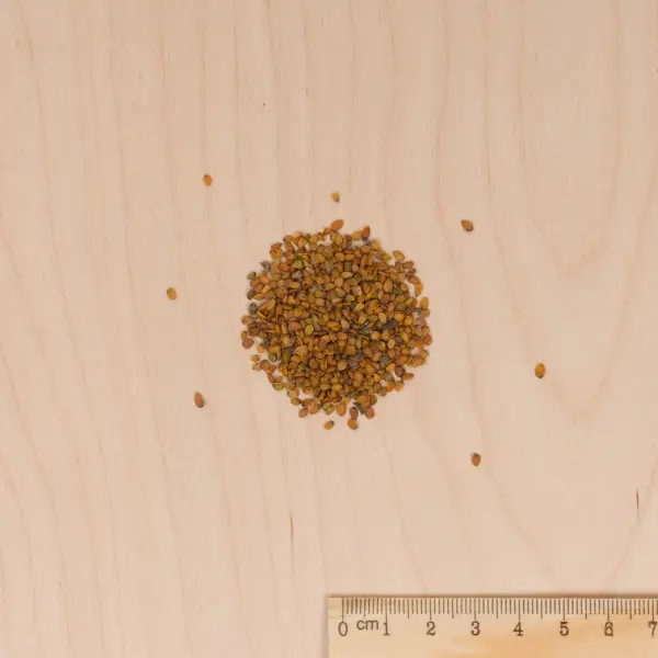 Fleurs - Giroflée Ravenelle Simple Variée - MEDIA_3D